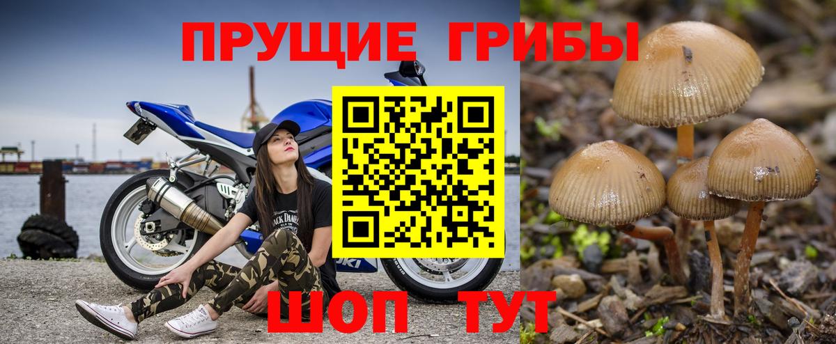 Галлюциногенные грибы Psilocybe  Вход с VPN  Кудрово  Галлюциногенные грибы MAGIC MUSHROOMS 